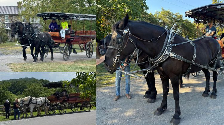 Horse Drawn Carriages and Horses