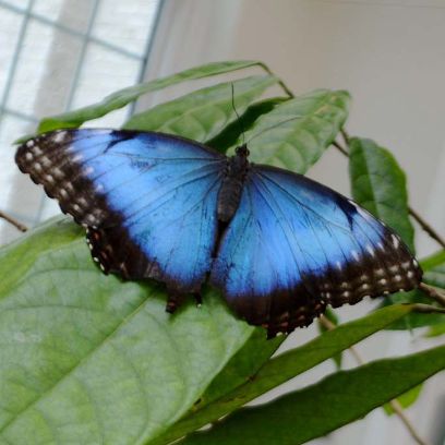 Common_Morpho2.jpg